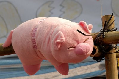Pigs 097.jpg