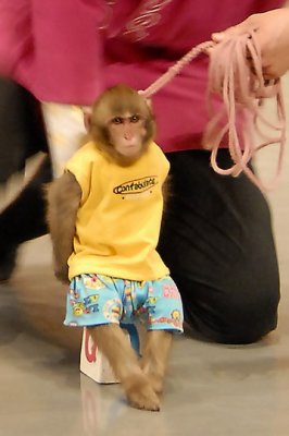 Monkey Show 011.jpg