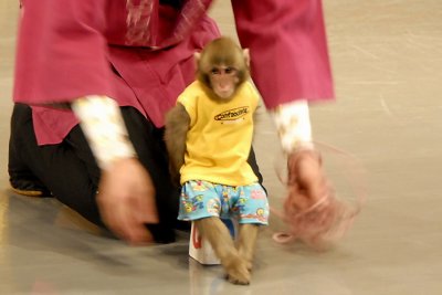 Monkey Show 014.jpg