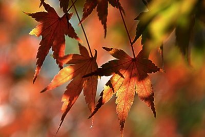 Red Leaves