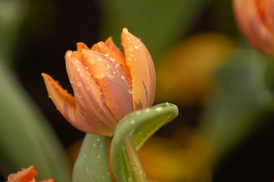 07Flowers 003.jpg