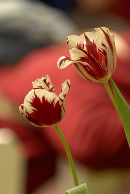 07Flowers 004.jpg
