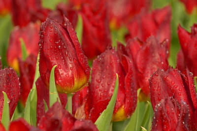 07Flowers 007.jpg