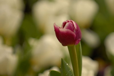 07Flowers 008.jpg