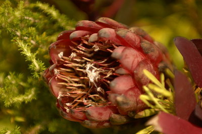07Flowers 009.jpg