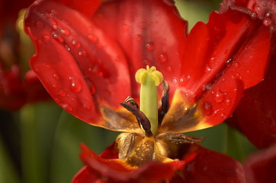 07Flowers 010.jpg