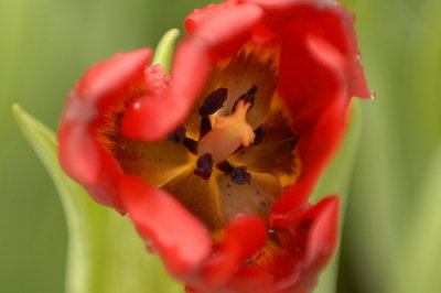 07Flowers 013.jpg