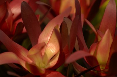 07Flowers 015.jpg