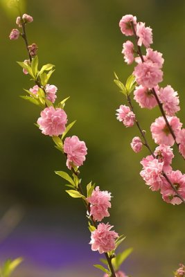 07Flowers 016.jpg