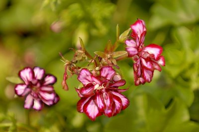07Flowers 018.jpg