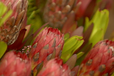 07Flowers 019.jpg