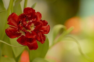 07Flowers 022.jpg