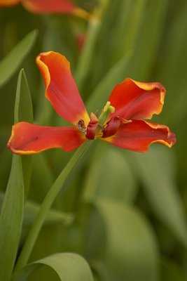 07Flowers 023.jpg