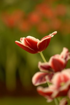 07Flowers 024.jpg