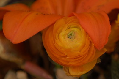 07Flowers 026.jpg