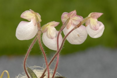 07Flowers 027.JPG