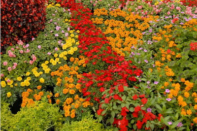 07Flowers 028.jpg