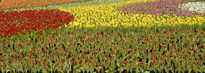 07Flowers 029.jpg