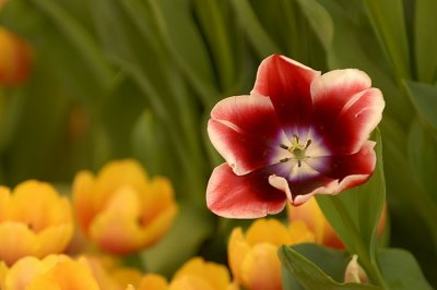 07Flowers 034.jpg