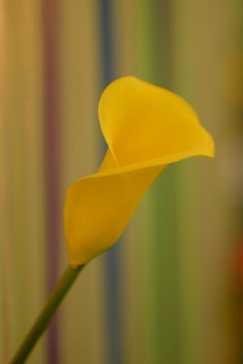 07Flowers 040.jpg