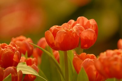 07Flowers 041.jpg