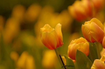 07Flowers 042.jpg