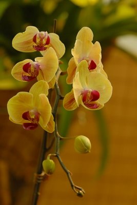 07Flowers 043.jpg