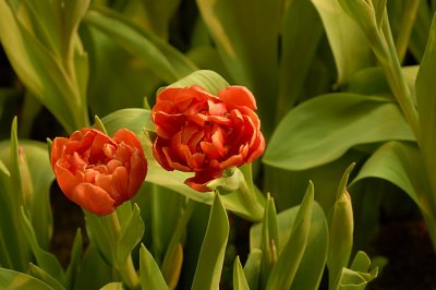07Flowers 045.jpg