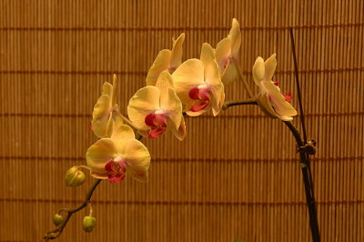 07Flowers 046.jpg