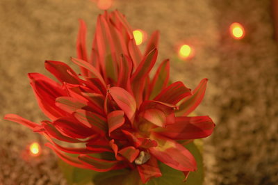 07Flowers 048.jpg