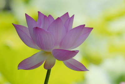 Lotus -- Flowers and Seed Heads