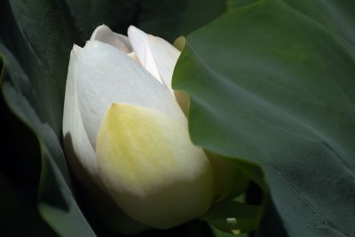g6/77/741177/3/81194858.74NEQ26r.jpg