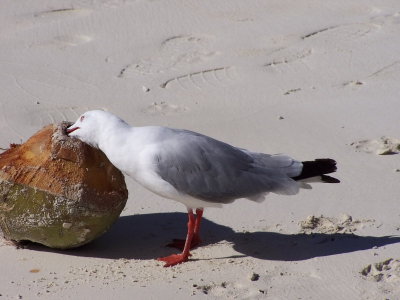 ile des pins 04 115.JPG