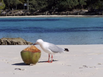 ile des pins 04 122.JPG