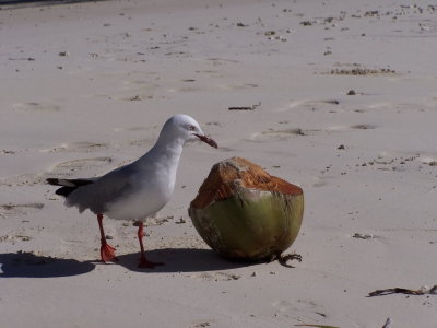 ile des pins 04 124.JPG