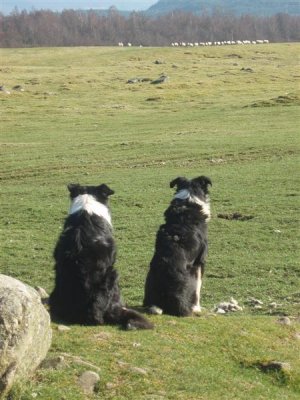 Patient sheepdogs