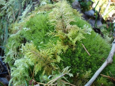 Beautiful Scottish Moss