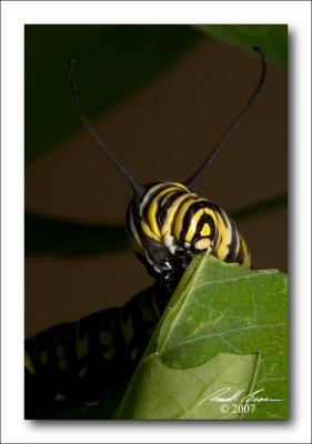 Monarch Caterpillar