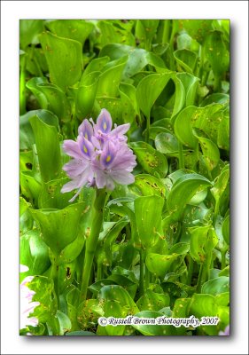 Hyacinth.jpg