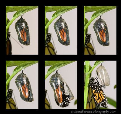 b1.jpg