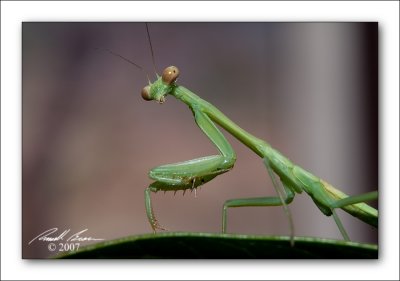 Praying Mantis 1345.jpg