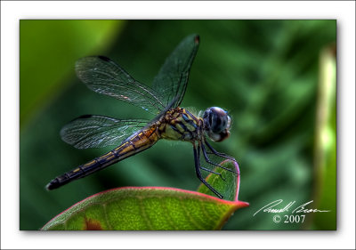 Dragonfly 1722.jpg