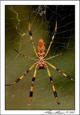 Spider 1790.jpg