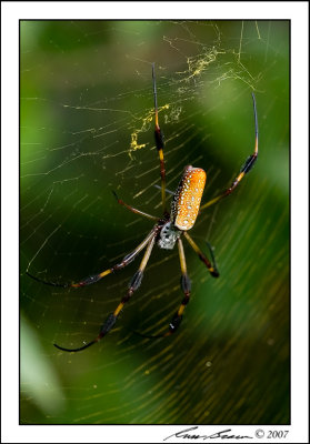 Spider 1778.jpg