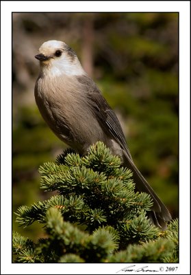 Gray Jay 5839.jpg