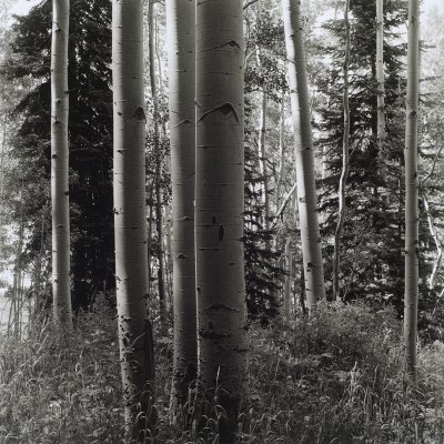 Aspens  Little Flat Tops .jpg