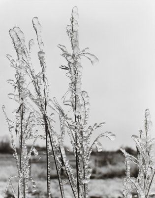 Frozen Grass Boulder Creek.jpg