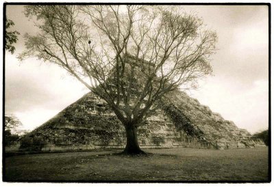 Tree_Pyramid Chichen .jpg