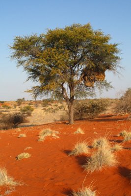 Camelthorn Tree in Red Dunes