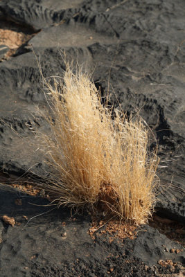 Grasses